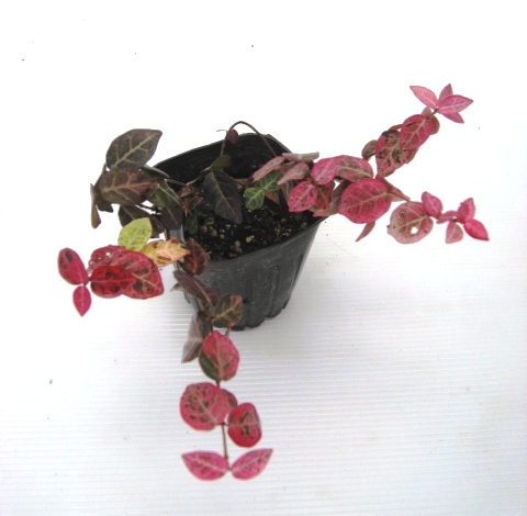 ハツユキカズラ　（初雪カズラ）　苗