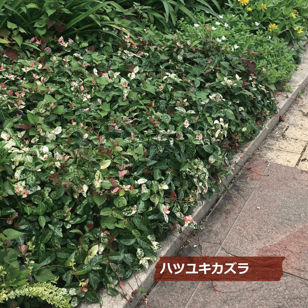 初雪かずら　ハツユキカズラ