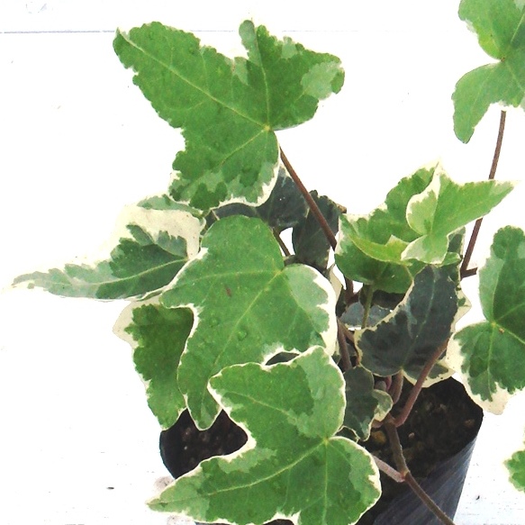 へデラヘリックス-2 へデラヘリックス-2 【公式通販】