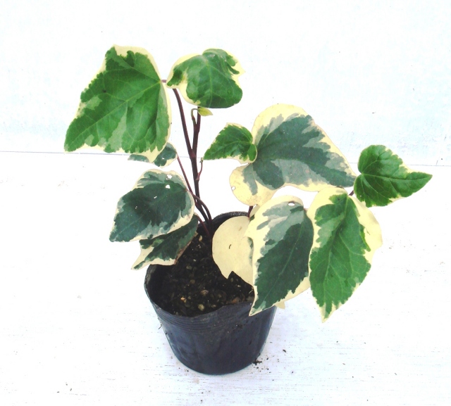 ヘデラ　カナリエンシス　オカメヅタ バリエガータ　斑入り