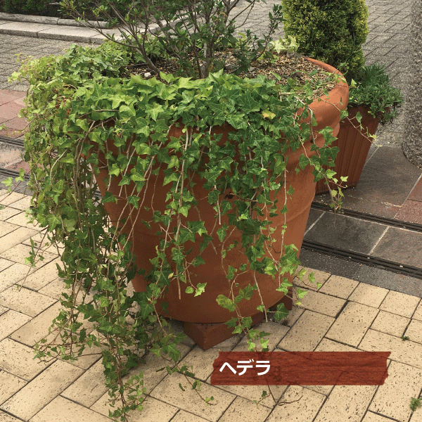 へデラヘリックス-2 へデラヘリックス-2 【公式通販】