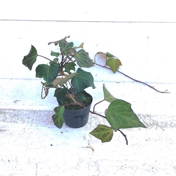 ヘデラ　カナリエンシス　オカメヅタ　