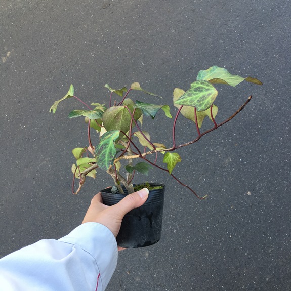 ヘデラ　カナリエンシス　オカメヅタ　