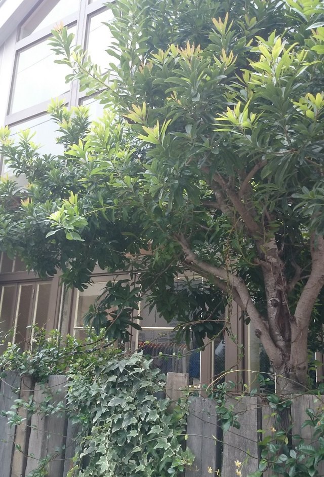 ヘデラ　グレーシャー　ヘリックス　グレイシャー　苗　斑入り  ヤマモモ