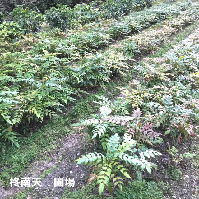 柊南天　ヒイラギナンテン