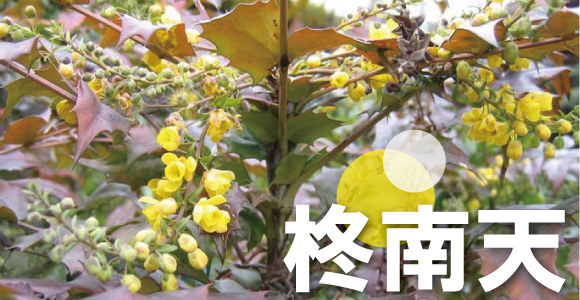 柊南天　ヒイラギナンテン