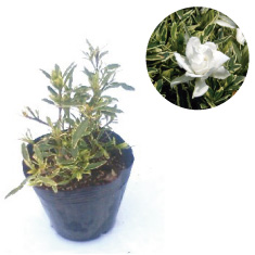 フイリヒメクチナシ　（斑入り姫梔子）　苗 くちなし