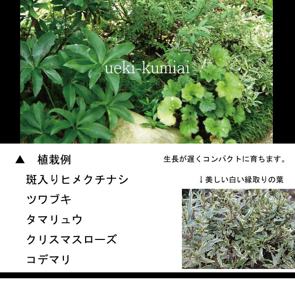 フイリヒメクチナシ　（斑入り姫梔子）　苗 くちなし