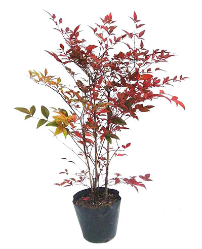 赤南天　ナンテン　鬼門