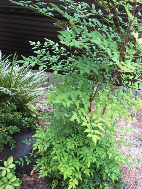 赤南天　ナンテン　鬼門