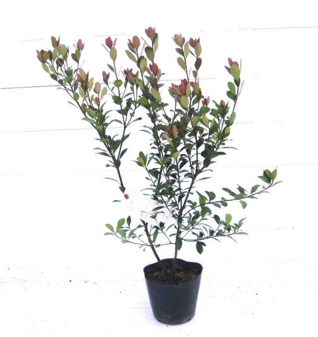 姫しゃりんばい　ヒメシャリンバイ　苗　花