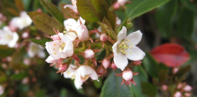 姫しゃりんばい　ヒメシャリンバイ　苗　花