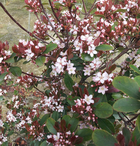 姫しゃりんばい　ヒメシャリンバイ　苗　花