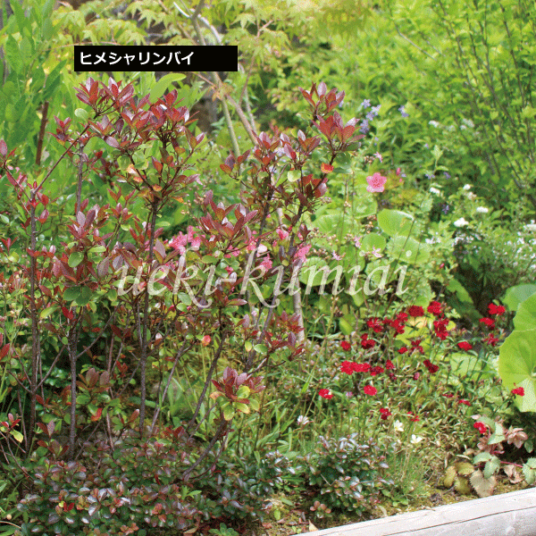 ヒメシャリンバイ