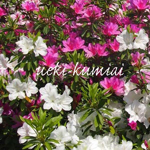 ヒラドツツジ　（平戸つつじ）