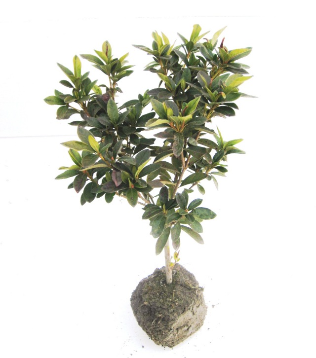 ヒラドツツジ　（平戸つつじ）