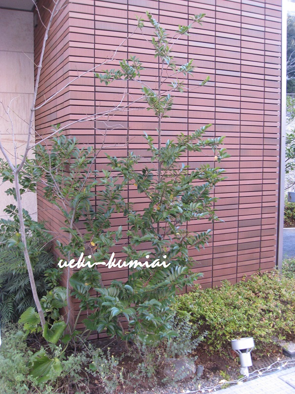 ヒサカキ　植栽例