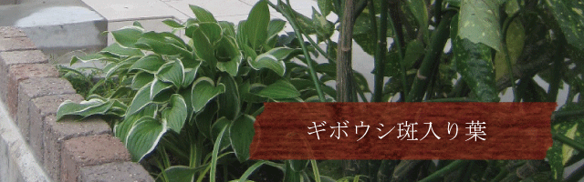 ギボウシ　ギボシ　ホスタ 斑入り　フイリギボシ　フイリギボウシ