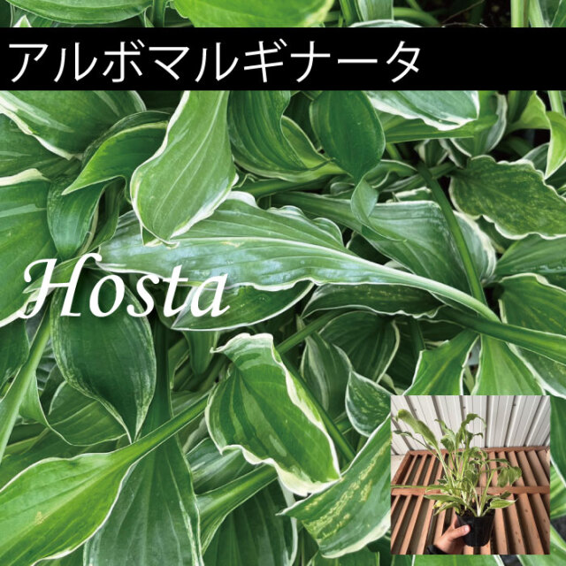 ホスタ　ギボウシ　植木組合　アルボマルギナータ