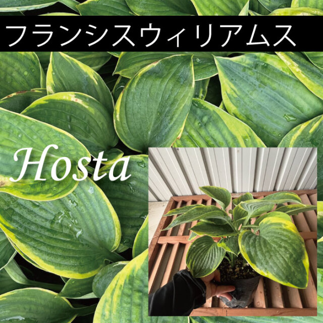 ホスタ　ギボウシ　植木組合　フランシスウィリアムス