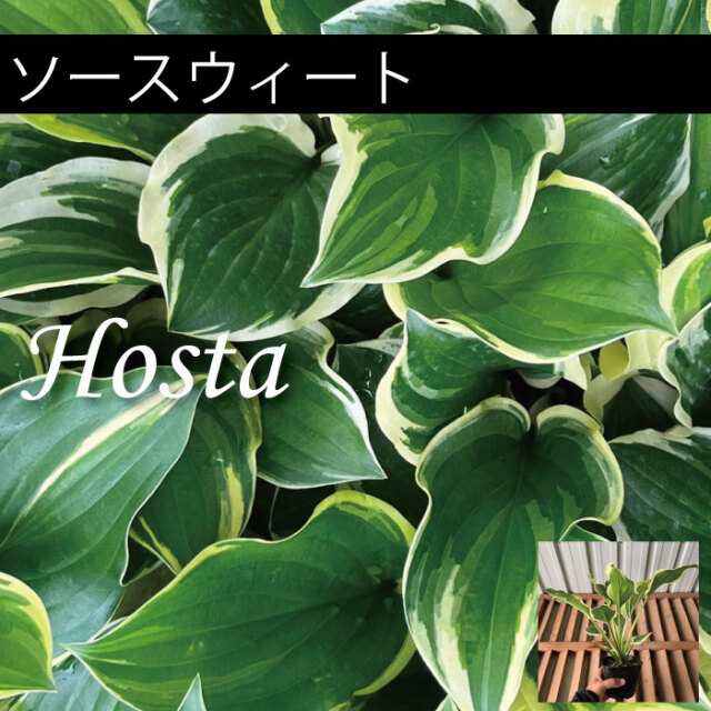 ホスタ　ギボウシ　植木組合　ソースウィート