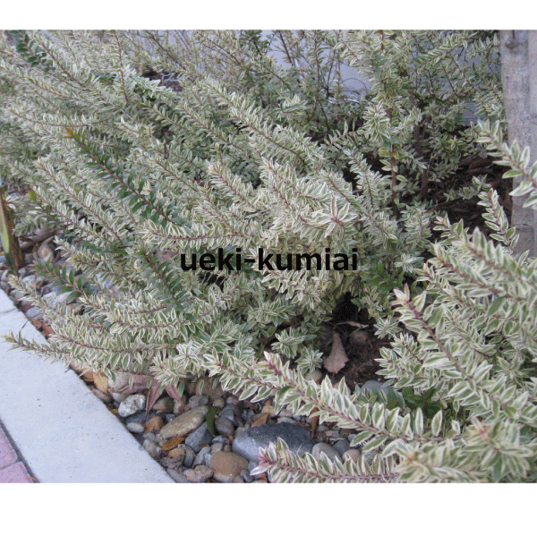 フイリギンバイカ　大株　（銀梅花・斑入りマートル・ミルタス・ヴィーナスの木）　高さ約50ｃｍ　24ｃｍ地中バッグ入り