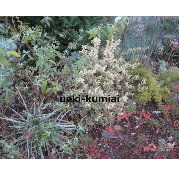 フイリギンバイカ　大株　（銀梅花・斑入りマートル・ミルタス・ヴィーナスの木）　高さ約50ｃｍ　24ｃｍ地中バッグ入り