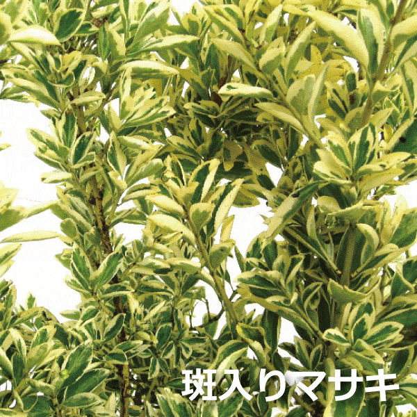 フイリマサキ　斑入りまさき　正木　キンマサキ