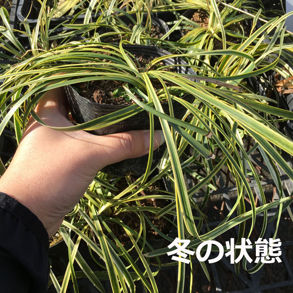 フイリヤブラン　（薮蘭）　斑入り葉　苗