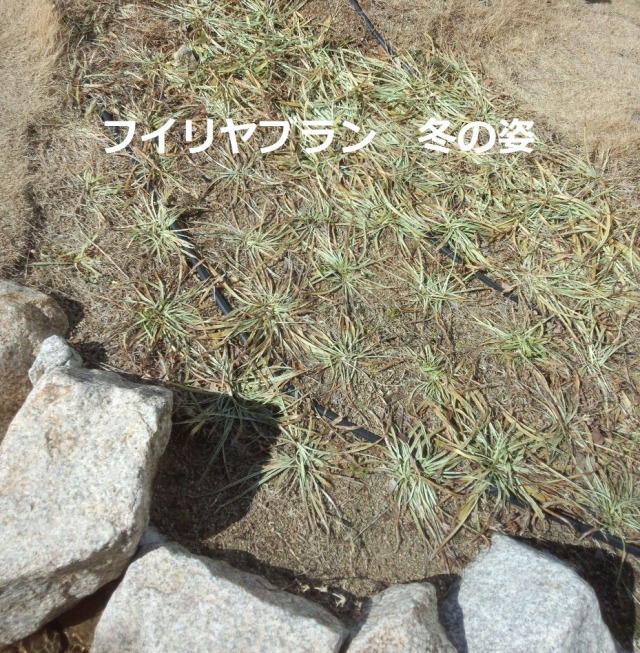 フイリヤブラン　（薮蘭）　斑入り葉　苗