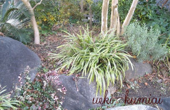 フイリヤブラン　（薮蘭）　斑入り葉　苗