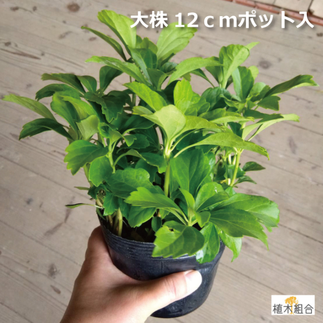 フッキソウ　大株　12.0ｐ