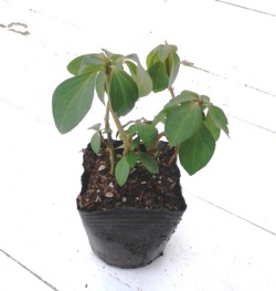 フッキソウ　富貴草　苗  冬の姿