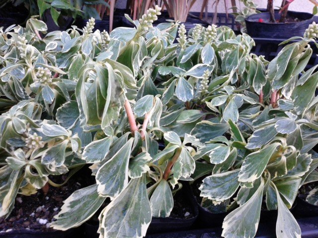 斑入り　フイリ　フッキソウ　富貴草　苗