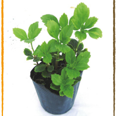 フッキソウ　富貴草　苗