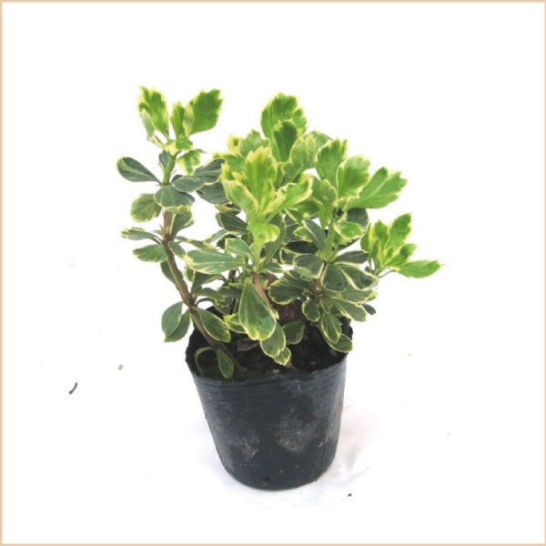 斑入り　フイリ　フッキソウ　富貴草　苗