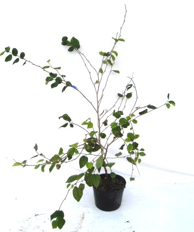 日向水木　ヒュウガミズキ