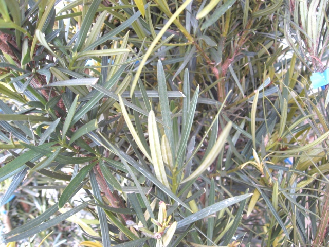 イヌマキ　犬槇　生垣　苗