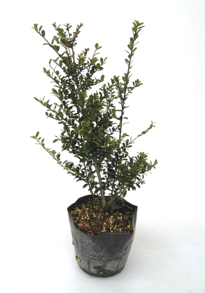 イヌツゲ　（犬黄楊　犬柘）