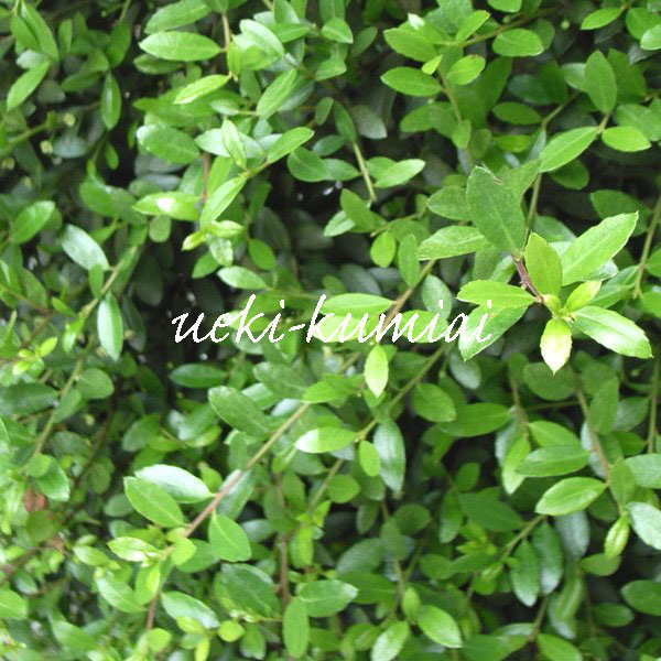 イヌツゲ　（犬黄楊　犬柘）