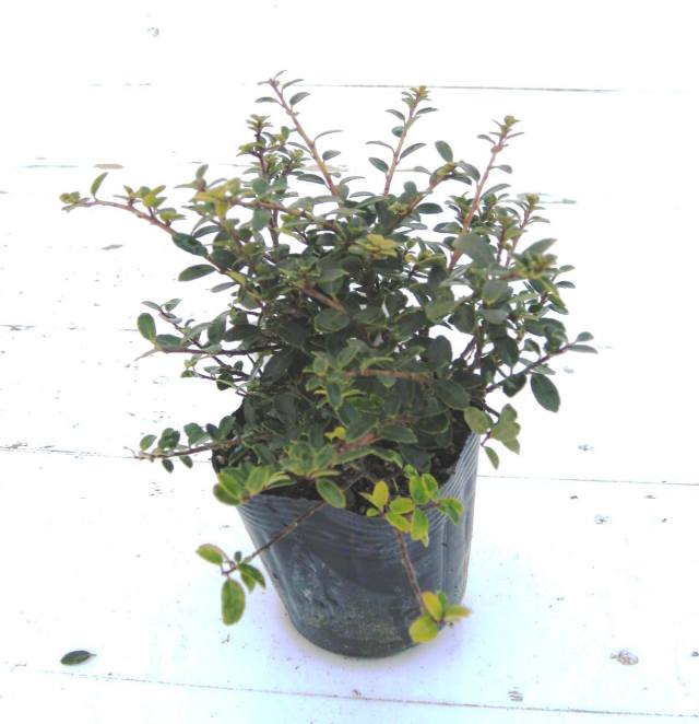 イヌツゲ　ヒレリー　