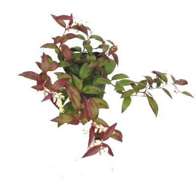 岩南天　アキシラリス　イワナンテン