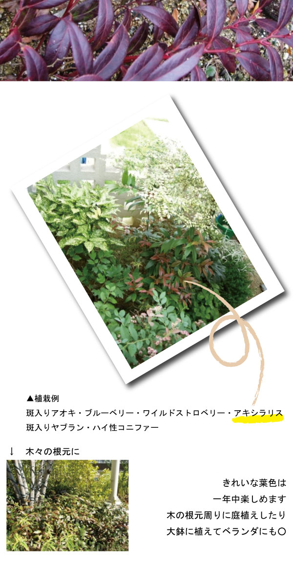 岩南天　アキシラリス　イワナンテン