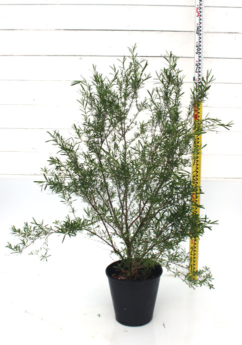 ヒペリカム　ジェモ　細葉　直立性