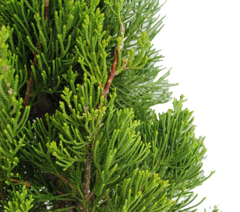 カイズカイブキ　カイヅカイブキ　貝塚伊吹　苗