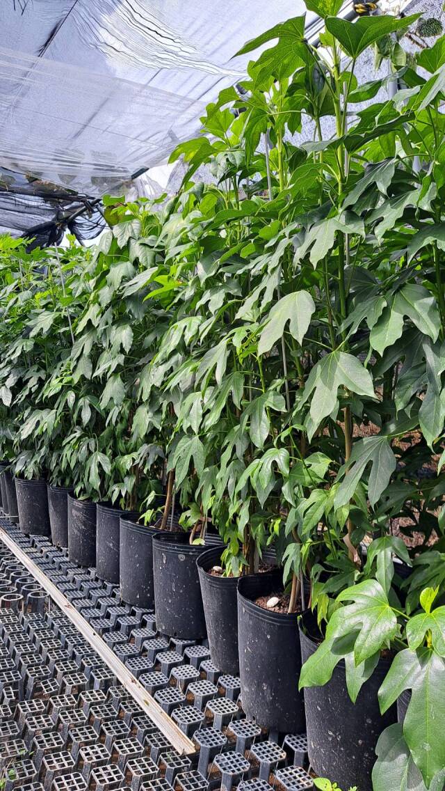 カクレミノ　株立ち　かくれみの　常緑　植木組合