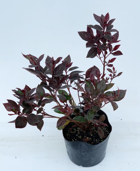 ロドデンドロン　カッパーエバー（赤葉ツツジ）