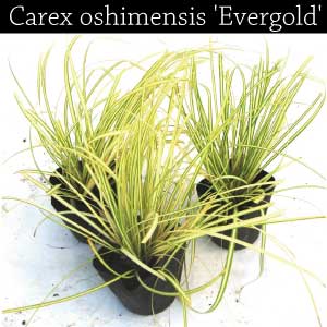 カンスゲ　カレックス　エバーゴールド　ベアグラス　苗
