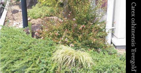 カンスゲ　カレックス　エバーゴールド　ベアグラス　苗