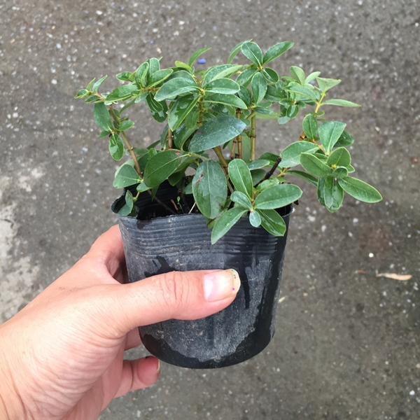 ヒペリカム　カリシナム　苗